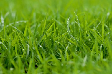 Futbol sahasında Yeşil Çim