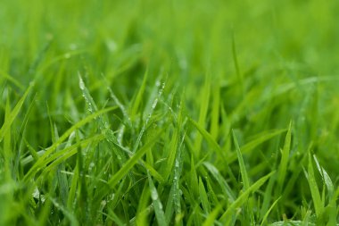 Futbol sahasında Yeşil Çim