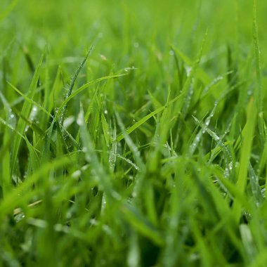 Futbol sahasında Yeşil Çim