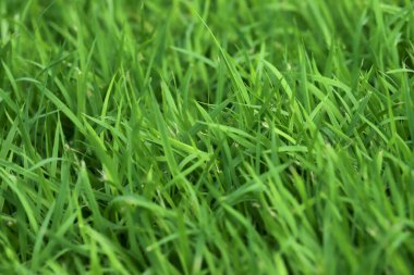 Futbol sahasında Yeşil Çim