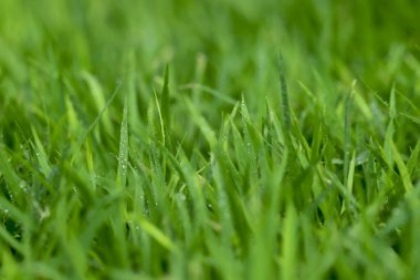 Futbol sahasında Yeşil Çim