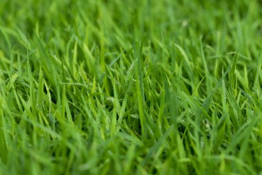 Futbol sahasında Yeşil Çim