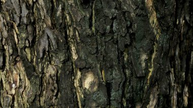 Kara ağaç kabuğu doğal doku arkaplanı