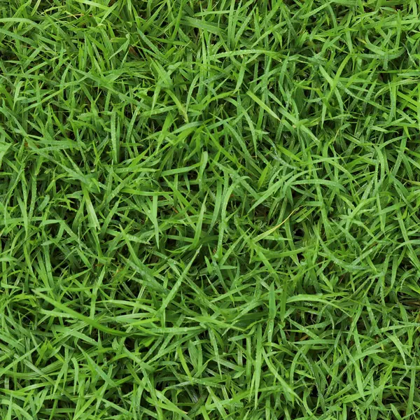 Futbol sahasında Yeşil Çim