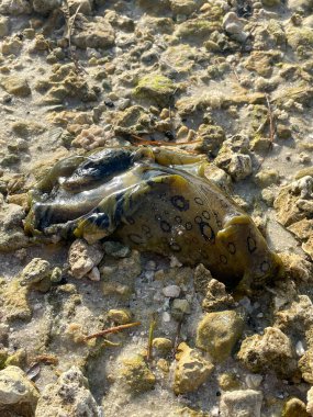 Key Biscayne 'de kumdaki benekli deniz tavşanı.