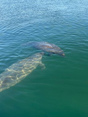 bebek ve anne denizayısı Biscayne Körfezi, Florida 'da