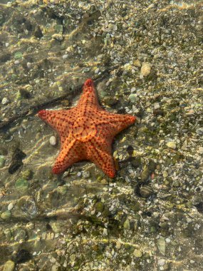 Oreaster reticulatus namı diğer Kızıl Yastık Deniz Yıldızı