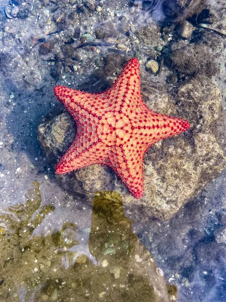 Oreaster Reticulatus Aka Czerwona Poduszka Sea Star — Zdjęcie stockowe
