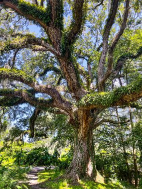 Güney 'de meşe ağacı dalları ve sarmaşıkları