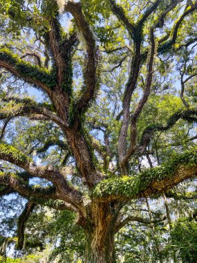 Güney 'de meşe ağacı dalları ve sarmaşıkları