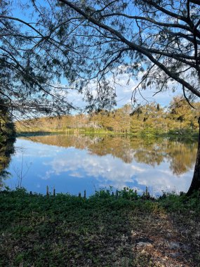 Dolunay bataklıkta gün batımı