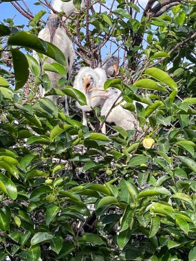 Florida bataklıkları yuva yapan birçok kuşa ev sahipliği yapar.