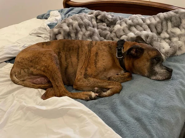 elderly dog takes a nap on the bed
