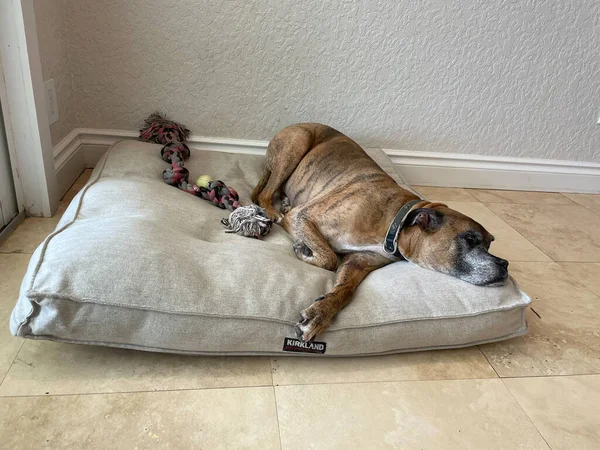 Ηλικιωμένος Σκύλος Παίρνει Έναν Υπνάκο Στο Κρεβάτι — Φωτογραφία Αρχείου