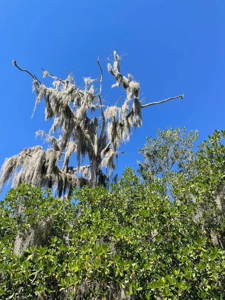Florida Pântanos Soprando Brisa — Fotografia de Stock