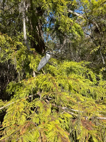Reiher Hockt Einem Baum Einem Sumpf — Stockfoto