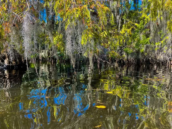 Птица Розовой Ложкой Сидела Кипарисовом Дереве Болоте Луизианы Течение Зимы Стоковое Фото