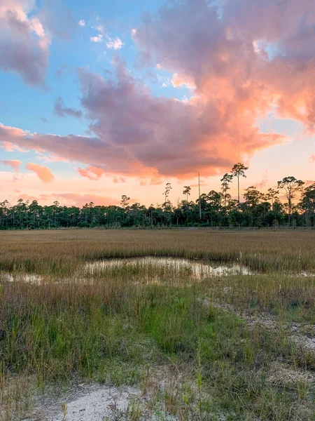 トレイルの日没時にフロリダ州木星のフラットウッドの森 — ストック写真