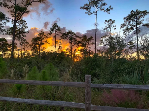 トレイルの日没時にフロリダ州木星のフラットウッドの森 ストックフォト