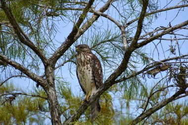 Bataklıktaki bir selvi ağacından şahin avı