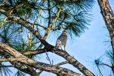 Bataklıktaki bir selvi ağacından şahin avı