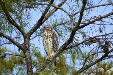 Bataklıktaki bir selvi ağacından şahin avı