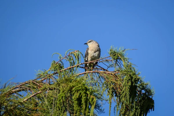 Kuzeyli Alaycı Kuş Bir Çit Direğinde Oturuyor — Stok fotoğraf