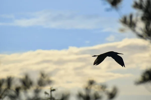 沼泽地里一只飞行的苍鹭的轮廓 — 图库照片