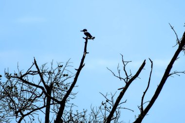 Megaceryle alcyon namı diğer kemerli Kingfisher kuşu