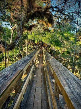 Elevated wooden pedestrian bridge in Florida's Myakka River State Park clipart