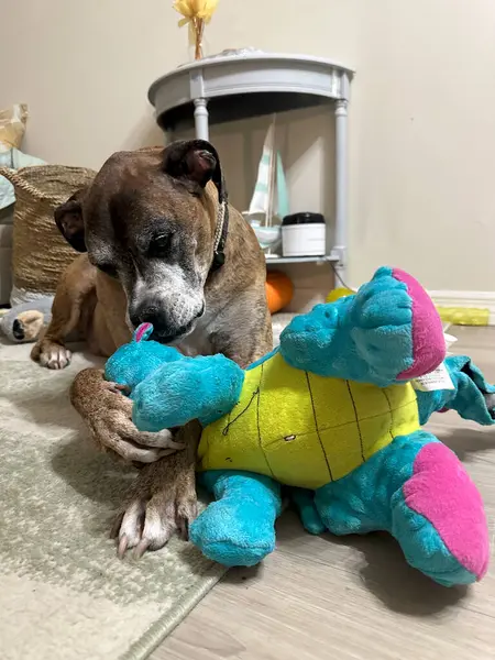 boxer dog chewing on a stuffed animal