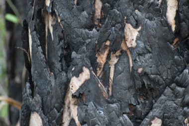 Ateşten kavrulmuş yanan ağaçlar.