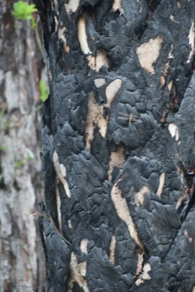 Ateşten kavrulmuş yanan ağaçlar.