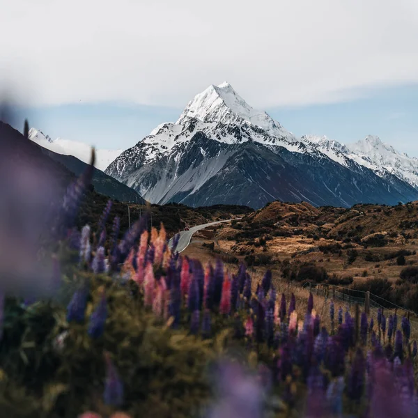 Lupins and Mount Cook, Mount Cook Village, Mount Cook National Park, UNESCO World Heritage Site, Canterbury region, South Island, New Zealand, Pacific. Photo taken in New Zealand.