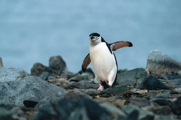 Πιγκουίνος Τσινστραπ Μια Βραχώδη Παραλία Στην Ανταρκτική Φωτογραφία Στην Ανταρκτική — Φωτογραφία Αρχείου