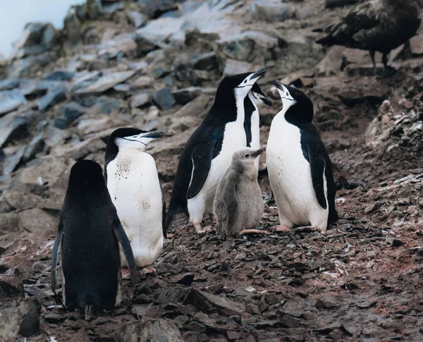 南極に雛がいるチンプトラップペンギンのクローズアップショット 南極で撮影した写真 — ストック写真