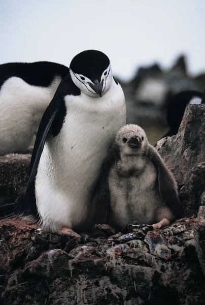 Chinstrap Penguenleri Nin Antarktika Daki Civcivlerle Yakın Çekimi Fotoğraf Antarktika — Stok fotoğraf