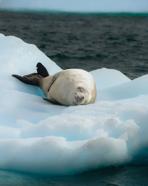 Foca Cangrejo Lobodon Carcinophaga Antártida Descansando Sobre Hielo Icefloa Deriva — Foto de Stock