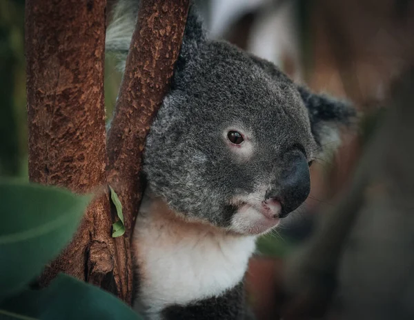 Wild Koala Climbing Tree Soft Focus New South Wales Victoria — Stock Photo, Image