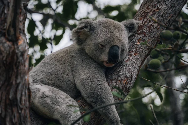 Koala Odpoczywa Śpi Drzewie Słodkim Uśmiechem Australia Queensland Zdjęcie Zrobione — Zdjęcie stockowe