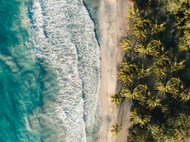 Kum plajındaki hava aracı görüntüsü, Fransa 'nın Martinique adasındaki palmiye ağacı ve okyanus. Fotoğraf Martinique 'de çekildi..