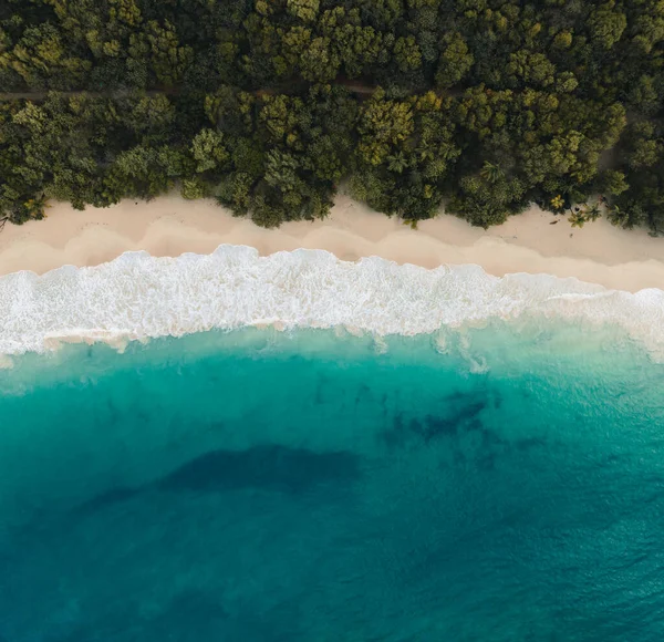 Aerial Top Drone View Sand Beach Palm Tree Ocean Caribbean — Stock Photo, Image