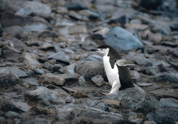 Pinguim Chinstrap Numa Praia Rochosa Antártida Foto Tirada Antártida — Fotografia de Stock