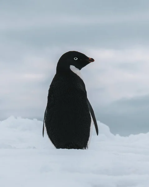Pinguim Adelie Antártida Rodeado Neve Gelo Foto — Fotografia de Stock