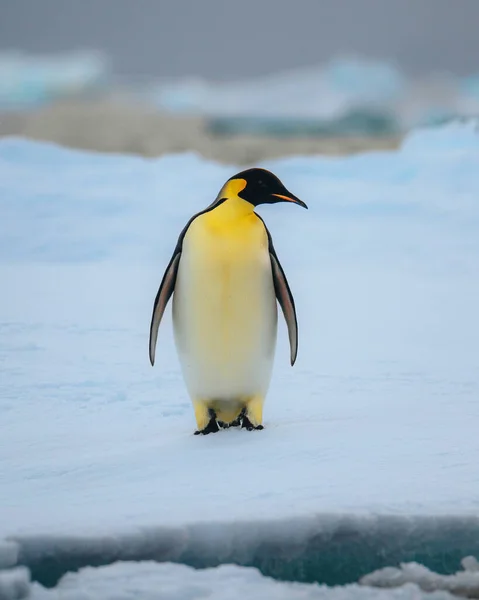 Kaisar Penguin Natarctica Berdiri Dan Berjalan Atas Salju Foto — Stok Foto