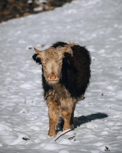 Uno Yak Bambino Sulla Neve Nella Regione Annapurna Nepal Himalaya — Foto Stock