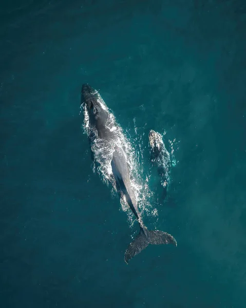 オーストラリア ニューサウスウェールズ州の海の表面で眠っているザトウクジラと子牛の空中ドローン — ストック写真