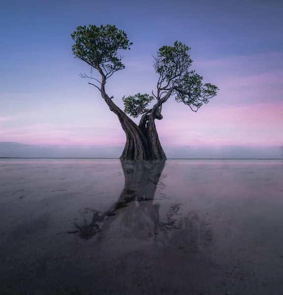 Mangroves Walakiri Beach Sumba Island Indonesia Sunset Low Tide Soft — Stock Photo, Image