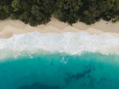 Kum plajındaki hava aracı görüntüsü, Fransa 'nın Martinique adasındaki palmiye ağacı ve okyanus. Fotoğraf Martinique 'de çekildi..