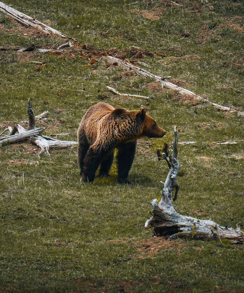 閉じる野生で 大きな茶色のクマ ウルス アルクト 湖の銀行の男性は 直接カメラを見つめている 早朝のカラフルな光に照らされた開花草と北極の牧草地 野生動物 ヨーロッパのタイガ — ストック写真